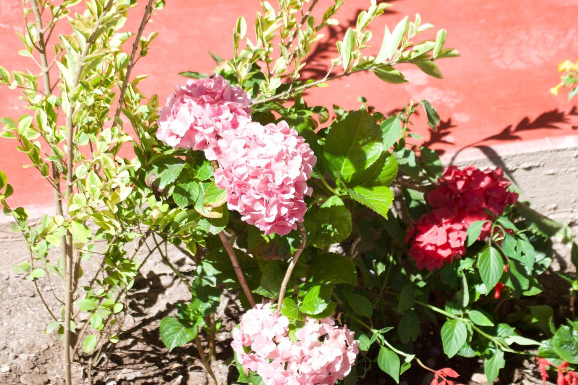 New Experiences Valle Sagrado Bed & Breakfast Urubamba Bagian luar foto